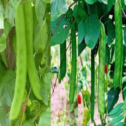 SBJEI-FRESH SWORD BEAN